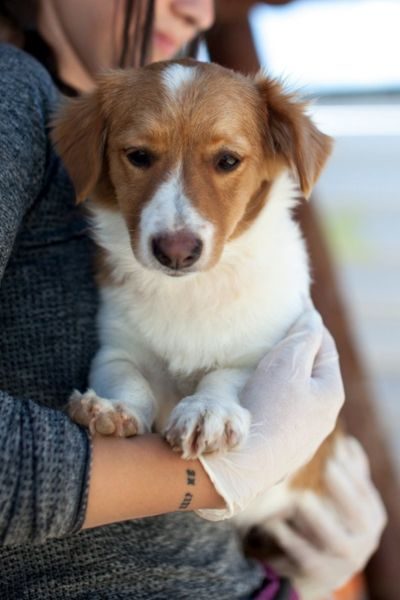 Hund auf dem Arm