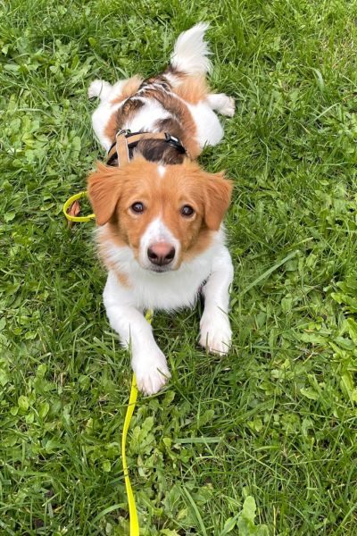 Hund liegt auf der Wiese und schaut in die Kamera