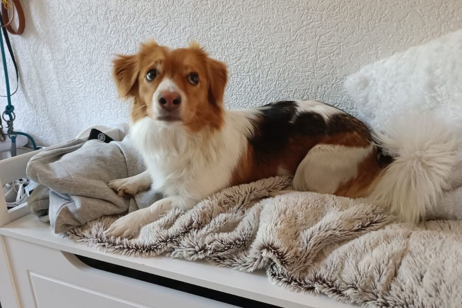 Hund liegt auf einer Decke und schaut hoch