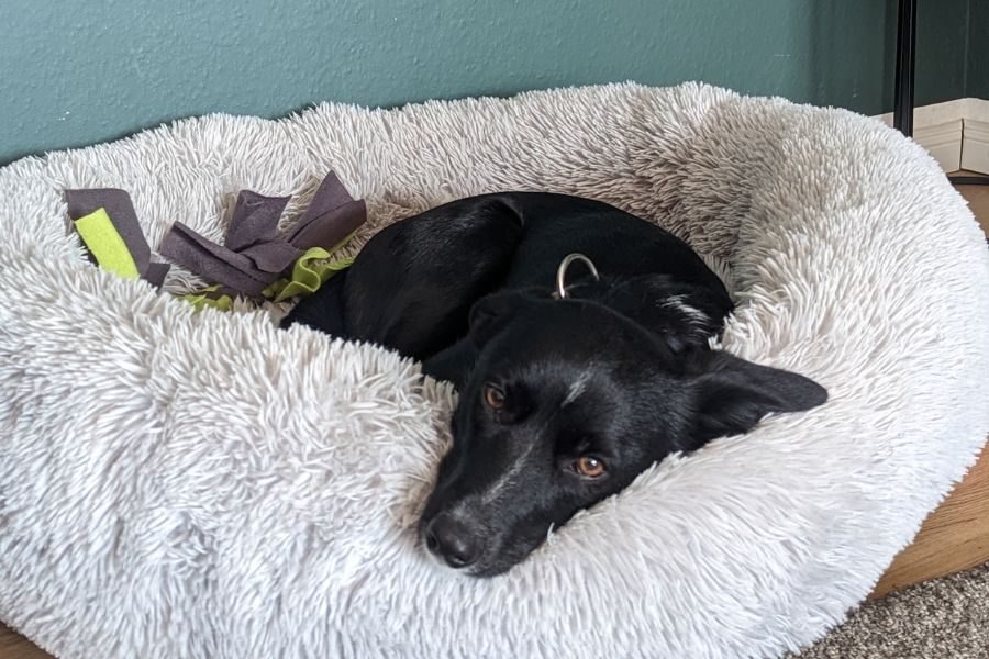 Hund liegt im Körbchen