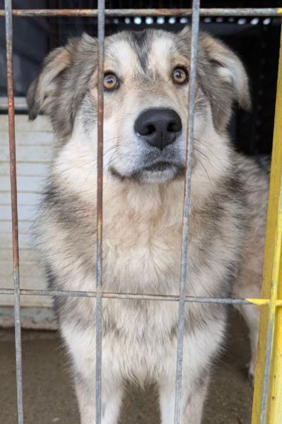 Hund steht im Zwinger