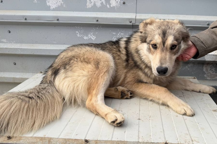 Hund liegt auf seiner Hütte.