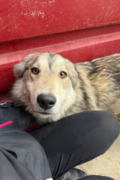 Hund sieht freundlich in die Kamera.