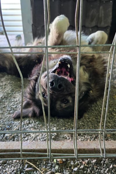 Großer grau-beiger Hund liegt auf dem Rücken in seinem Zwinger und streckt die Pfoten nach oben.
