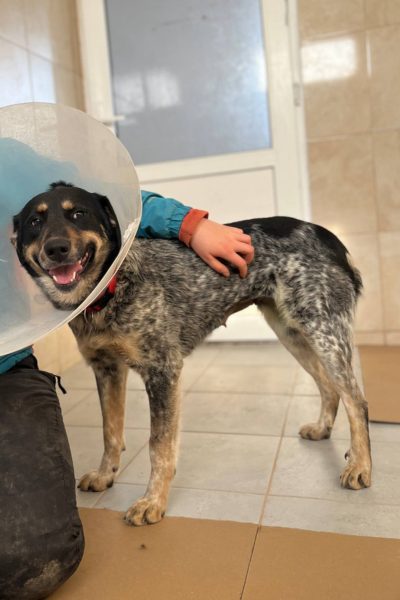 Malva-sucht-ein-Zuhause-Hunderettung-Europa