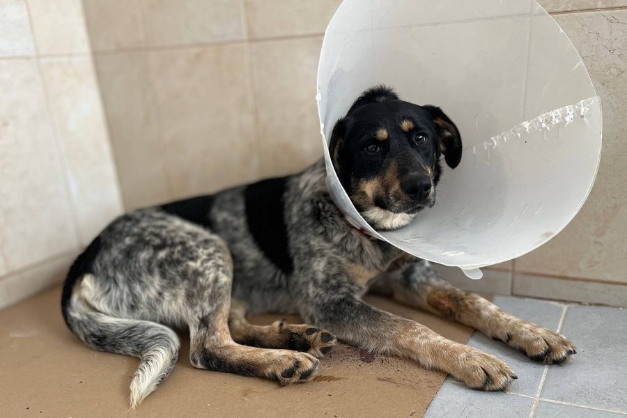 Malva-sucht-ein-Zuhause-Hunderettung-Europa