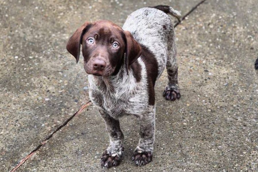 Hund mit weiß-braunem Fell schaut hoch in die Kamera