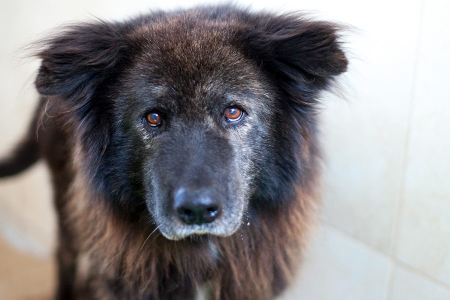 Ein großer, brauner Hund schaut mit großen Augen in die Kamera