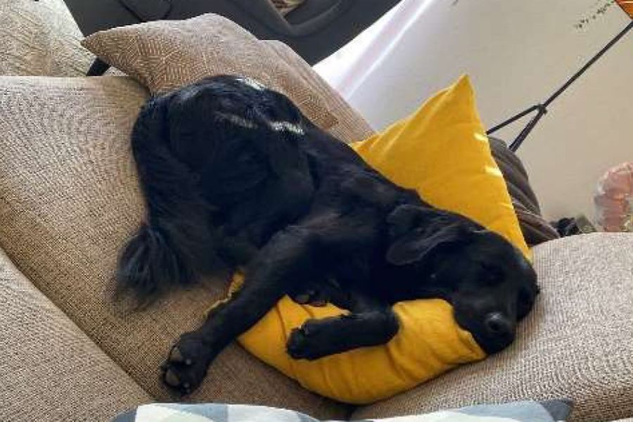 Schwarzer HUnd schläft auf dem Sofa