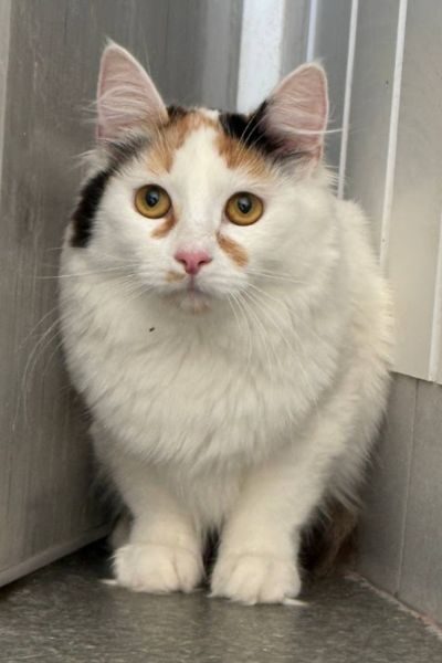 Tricolor-Katze Missy guckt mit ihren Knopfaugen in die Kamera