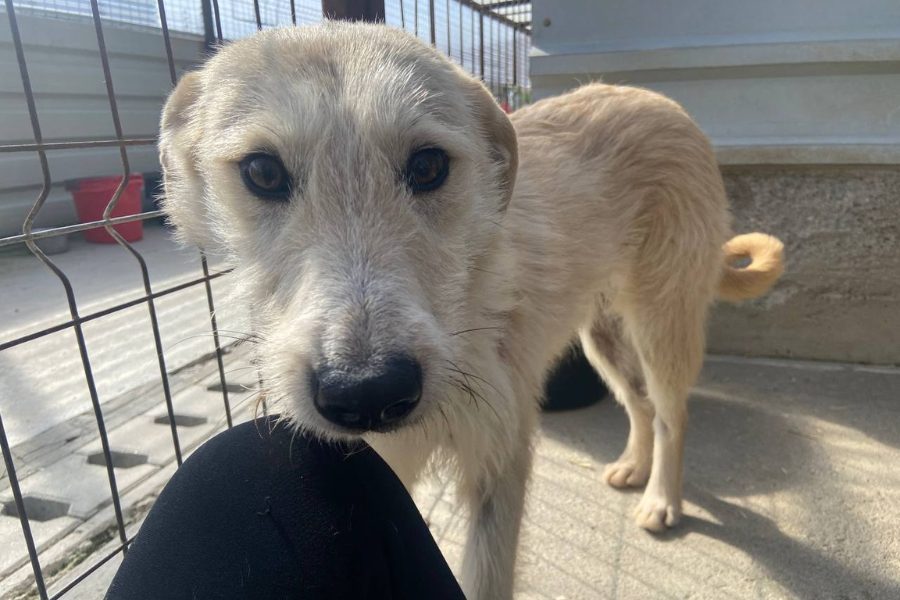 Hündin Nanuk hat die Schnauze auf einer Hand abgelegt und wird am Kinn gekrault