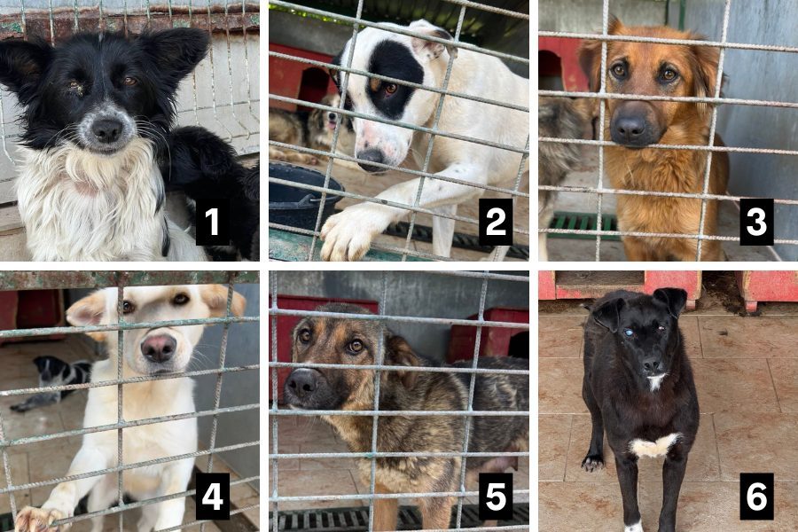 Eine Collage mit Hunden aus der Tötungsstation