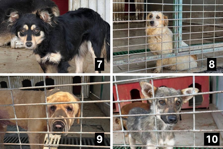 Eine Collage mit Hunden aus der Tötungsstation