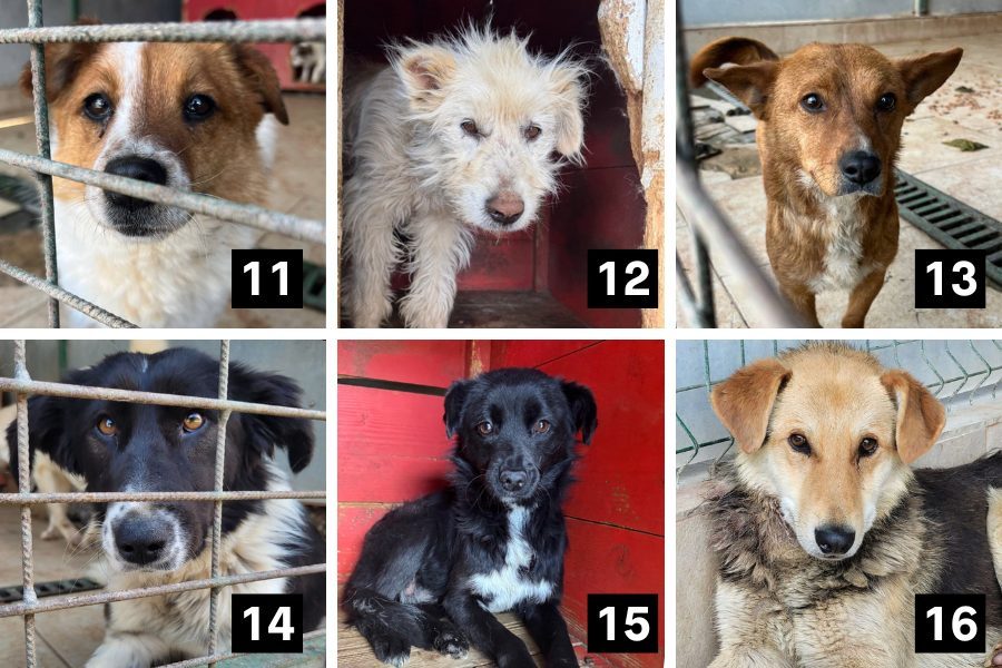 Collage mit Hunden aus der Tötungsstation