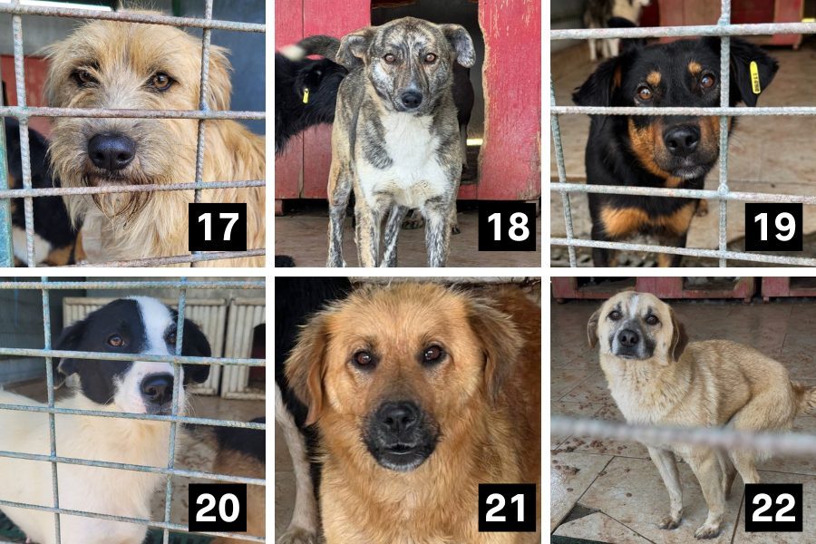 Collage mit Hunden aus der Tötungsstation