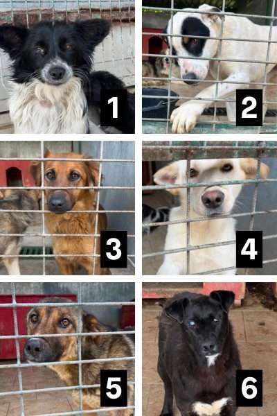 Eine Collage mit Hunden aus der Tötungsstation