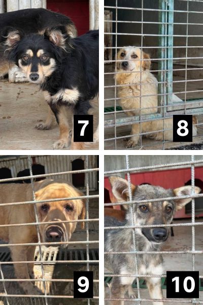 Eine Collage mit Hunden aus der Tötungsstation
