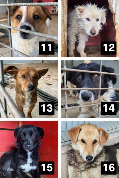 Eine Collage mit Hunden aus der Tötungsstation