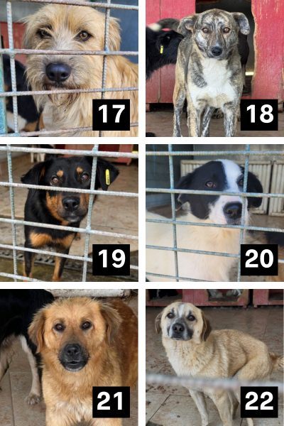 Collage mit Hunden aus der Tötungsstation