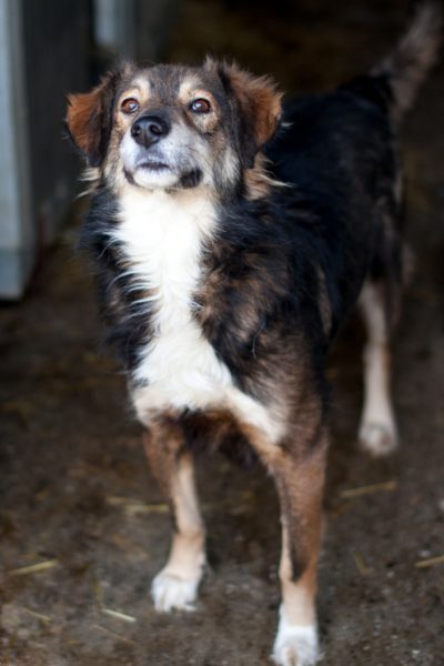 Newton-Hund-aus-Tierheim-Rumänien-Hunderettung-Europa