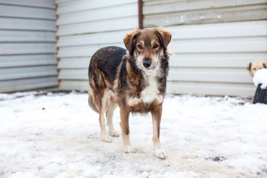 Newton-Tierheimhund-ruhiger-Hund-Hunderettung-Europa