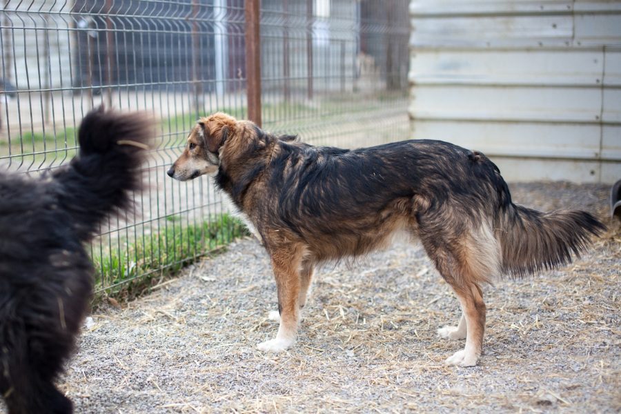 Brauner Hund steht am Gitter und schaut heraus