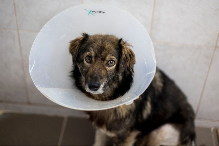 Nikos schaut traurig