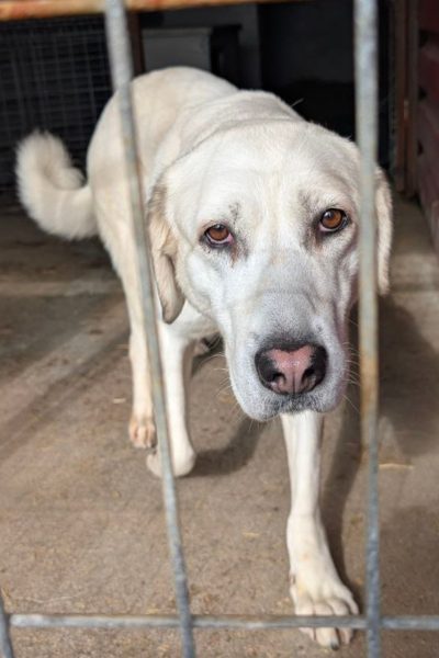 Niomi-sucht-ein-Zuhause-Hunderettung-Europa