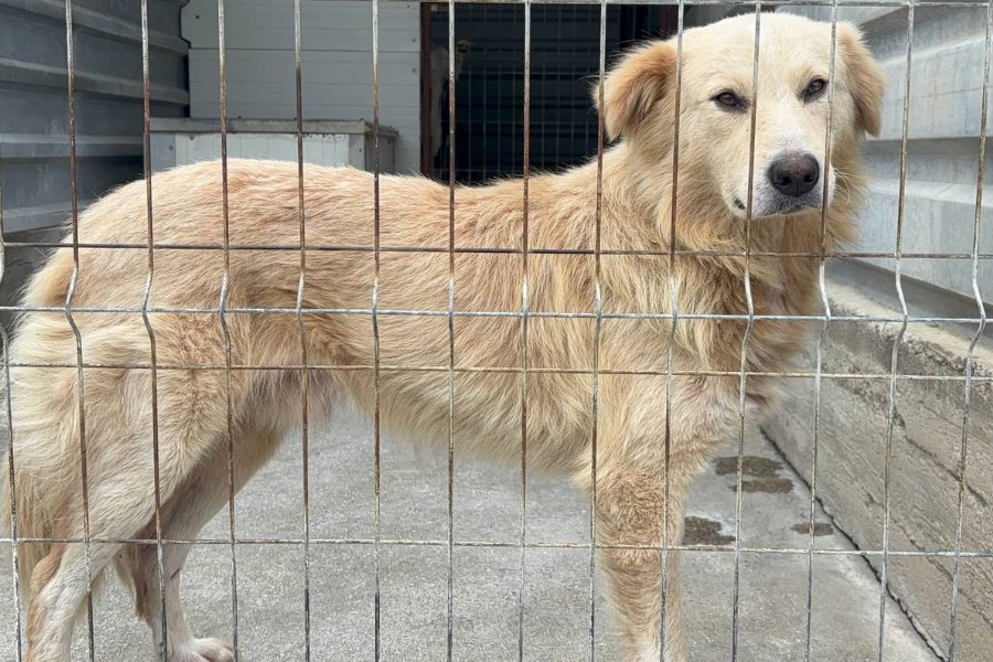 Nubi steht am Gitter.