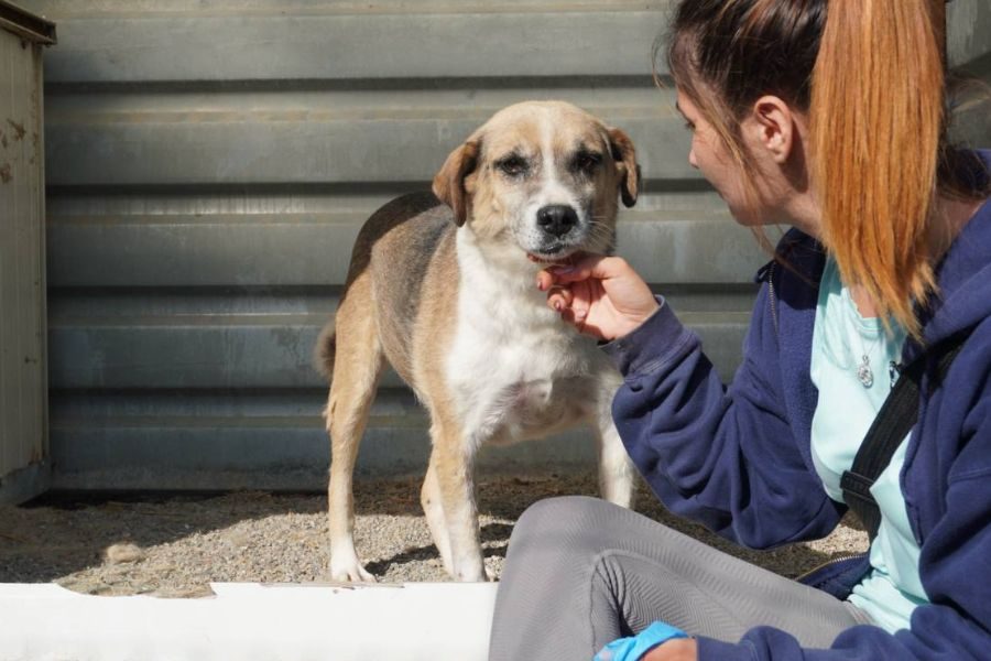 Oldie-Happy-sucht-eine-Familie-Hunderettung-Europa