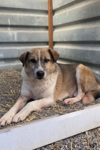 Hund sieht in die Kamera