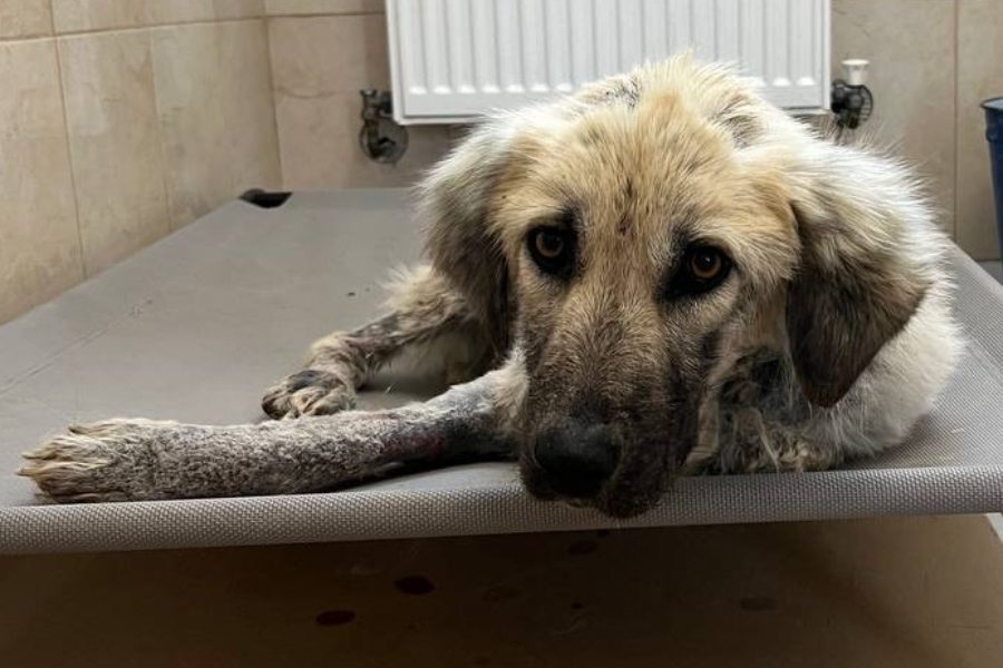 Hund liegt auf Hundebett und schaut in Kamera