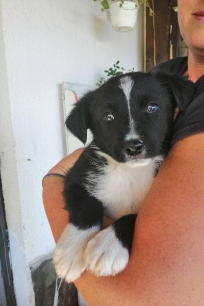 Kleiner Schwarz-weißer Welpe auf dem Arm einer Frau