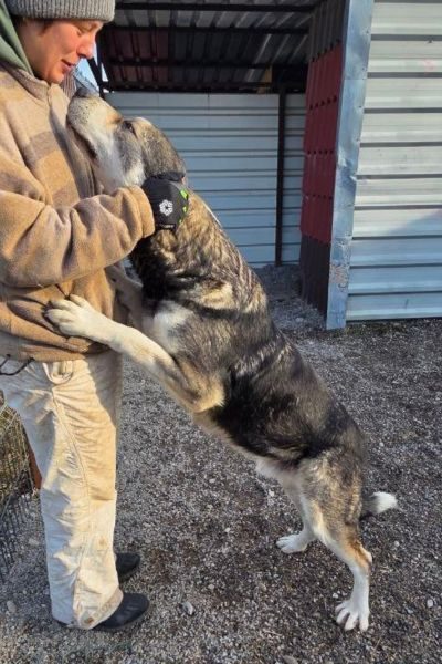 Oskar springt einen Menschen an