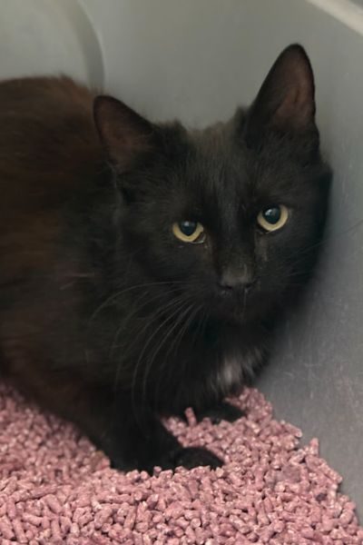 Pina schaut traurig in die Kamera. Sie hat schwarzes Fell und grüne Augen.