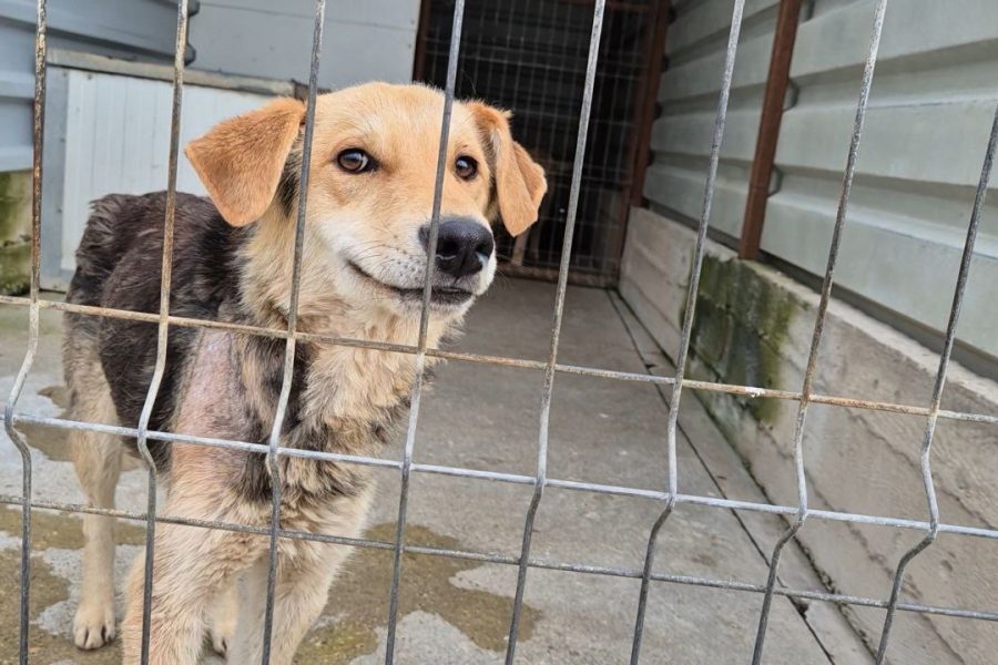 Pitt-Hund-adoptieren-Ausland-Tierschutz-Hunderettung-Europa