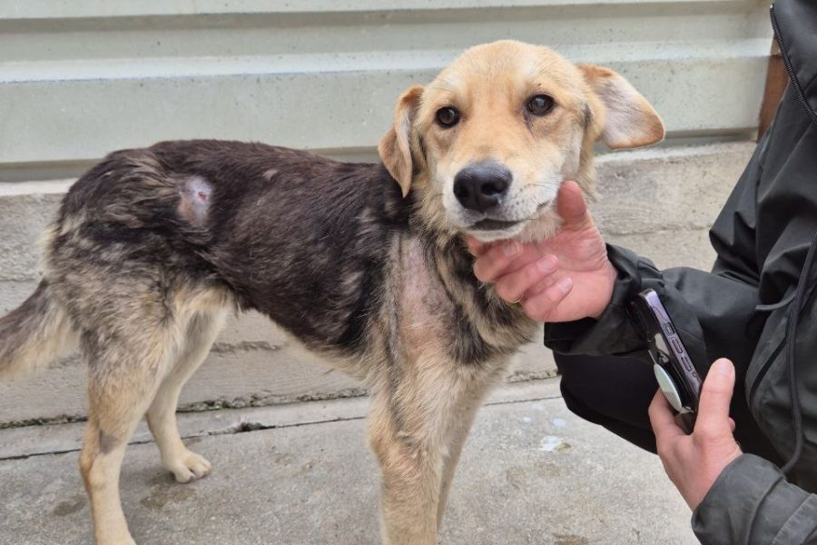 Brauner Hund steht auf Tierheimboden und wird gestreichelt