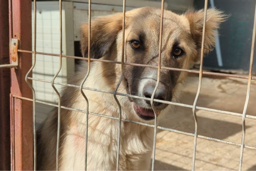 Poem-sucht-ein-Zuhause-Hunderettung-Europa