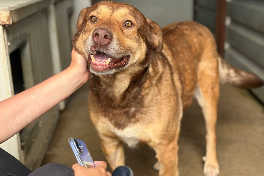 Polly freut sich über Streicheleinheiten