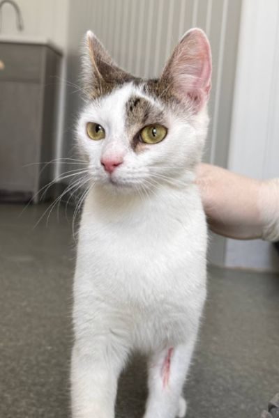 Reina-Tierschutzkatze-Rumänien-2