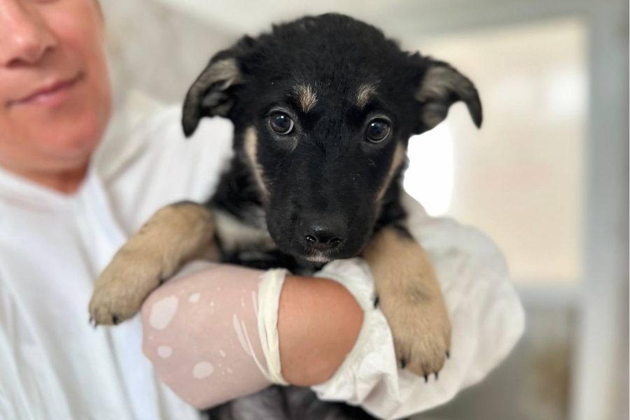 Roo-Straßenhund-aus-dem-Tierschutz-Hunderettung-Europa