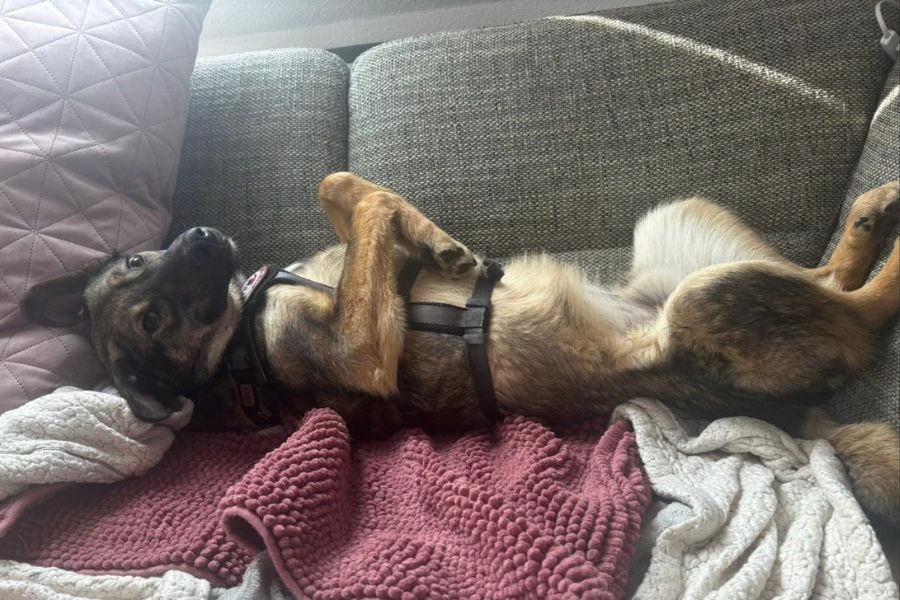 Rüde Aang liegt auf dem Sofa auf dem Rücken und schaut aufmerksam in die Kamera