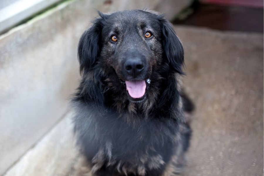 Rüde Archie sitzt auf dem Boden des Zwingers und schaut lieb in die Kamera