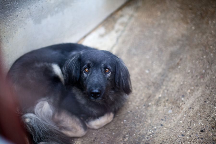 Archie liegt zusammengerollt in einer Zwingerecke und schaut hoffnungsvoll nach oben in die Kamera