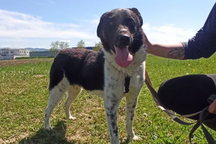 Rüde sieht beim Gassigehen in die Kamera