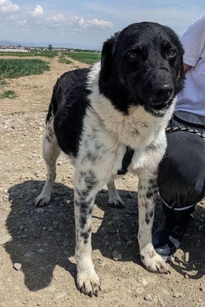 Rüde Bonito sieht zurückhaltend in die Kamera