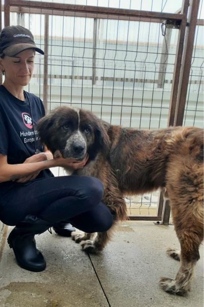 Hund wird von einer Pflegerin gestreichelt.