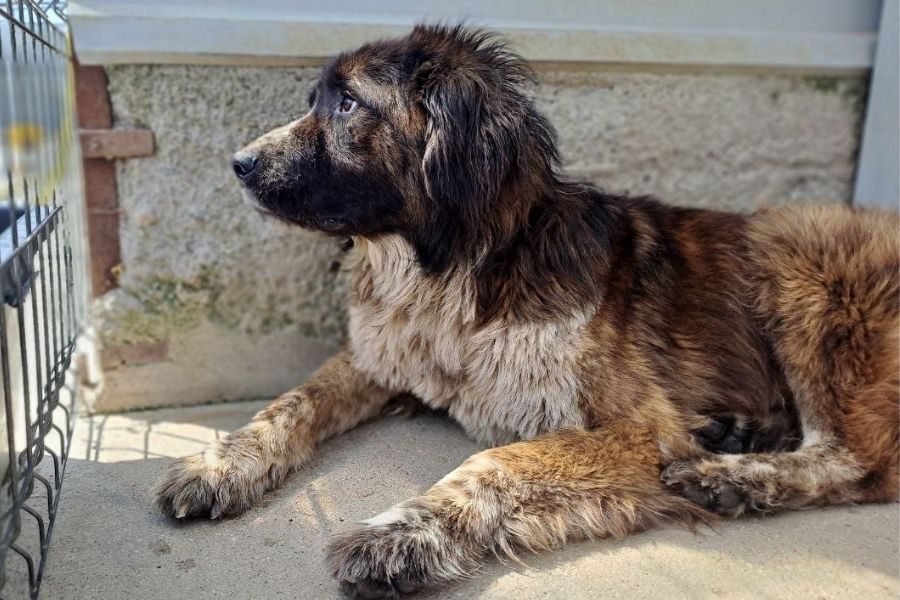 Hund liegt in seinem Zwinger und sieht nach draußen.