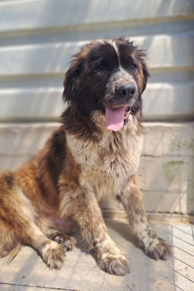 Hund sieht in die Kamera