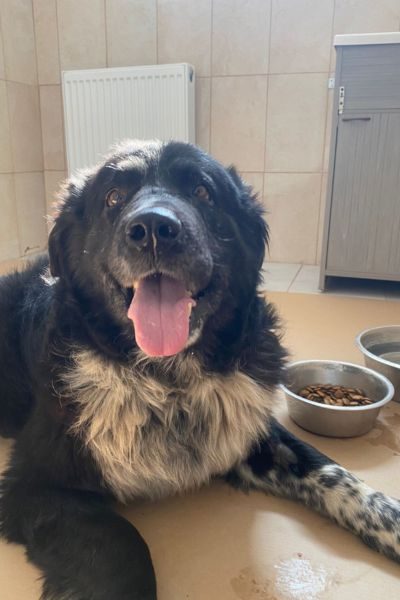 Hund lächelt in die Kamera